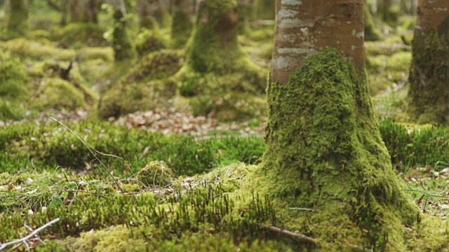 机架聚焦拍摄覆盖苔藓的森林地面视频素材