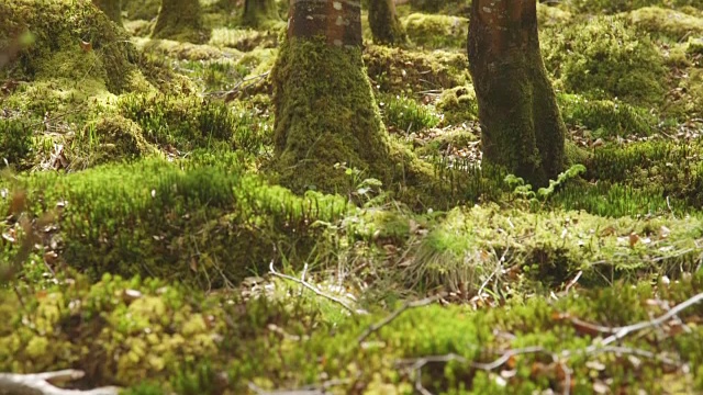 倾斜拍摄苔藓和树木生长在林地视频素材