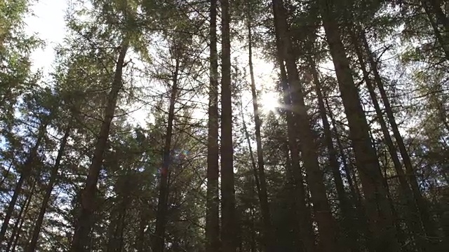 夏天阳光透过森林的高大树木视频素材