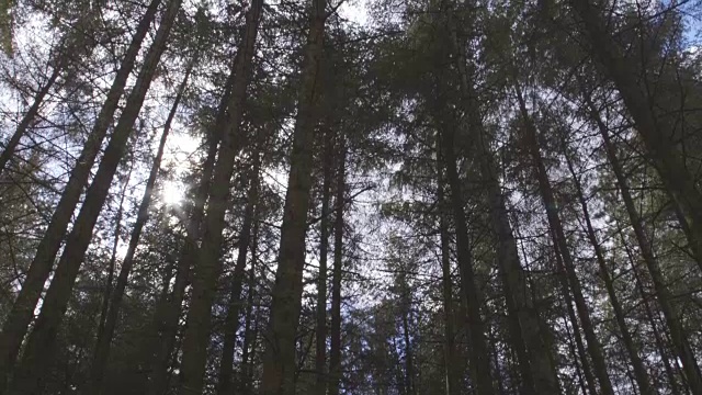 夏季在森林中生长的高大树木视频素材