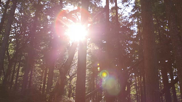 阳光透过树林的低角度镜头视频素材