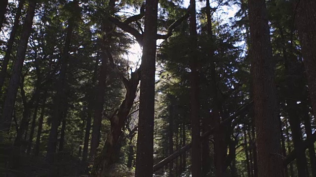阳光透过树林的低角度视频视频素材