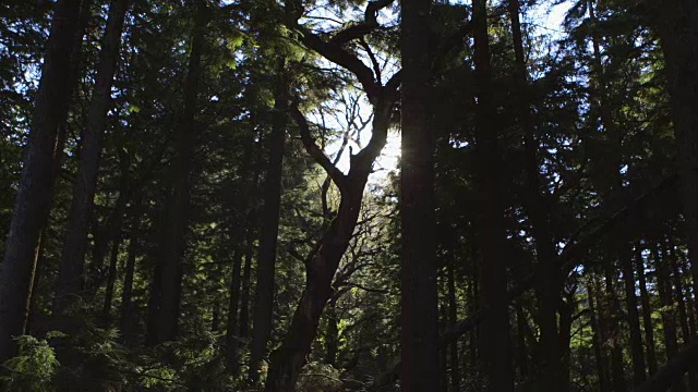 阳光透过树林的视频视频素材