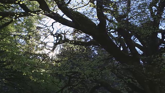 多莉拍摄的阳光流通过树枝在森林视频素材