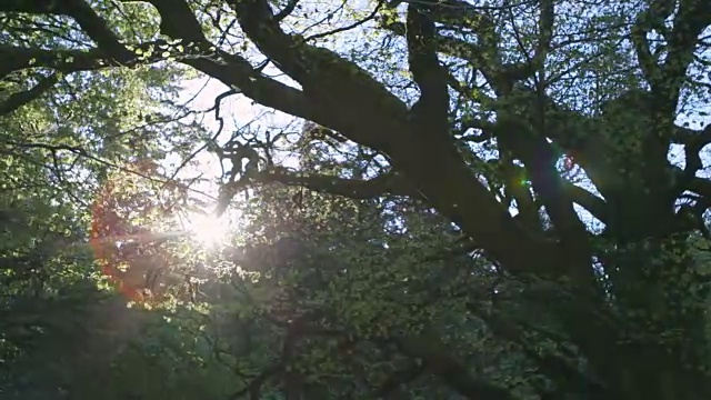多莉拍摄的阳光透过树枝在森林视频素材