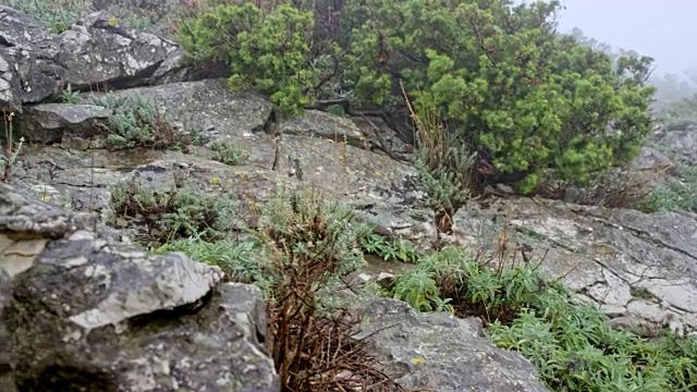 两名男性和两名女性徒步旅行者的双腿行走在迷雾中的岩石小径上视频素材