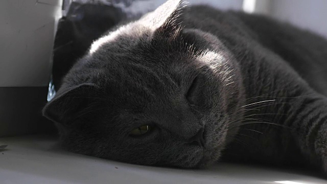 高贵骄傲的猫躺在窗台上。长着蓝灰色皮毛的英国短毛猫视频素材