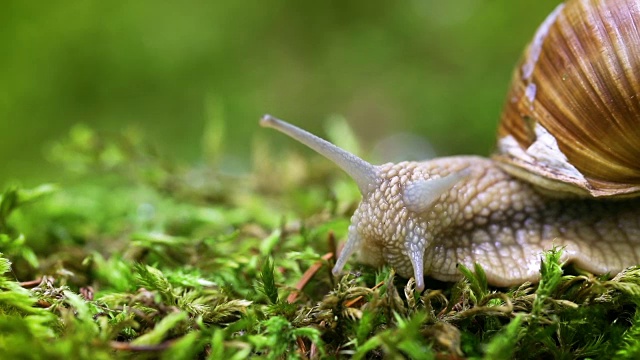 螺旋鲳，罗马蜗牛，勃艮第蜗牛视频素材