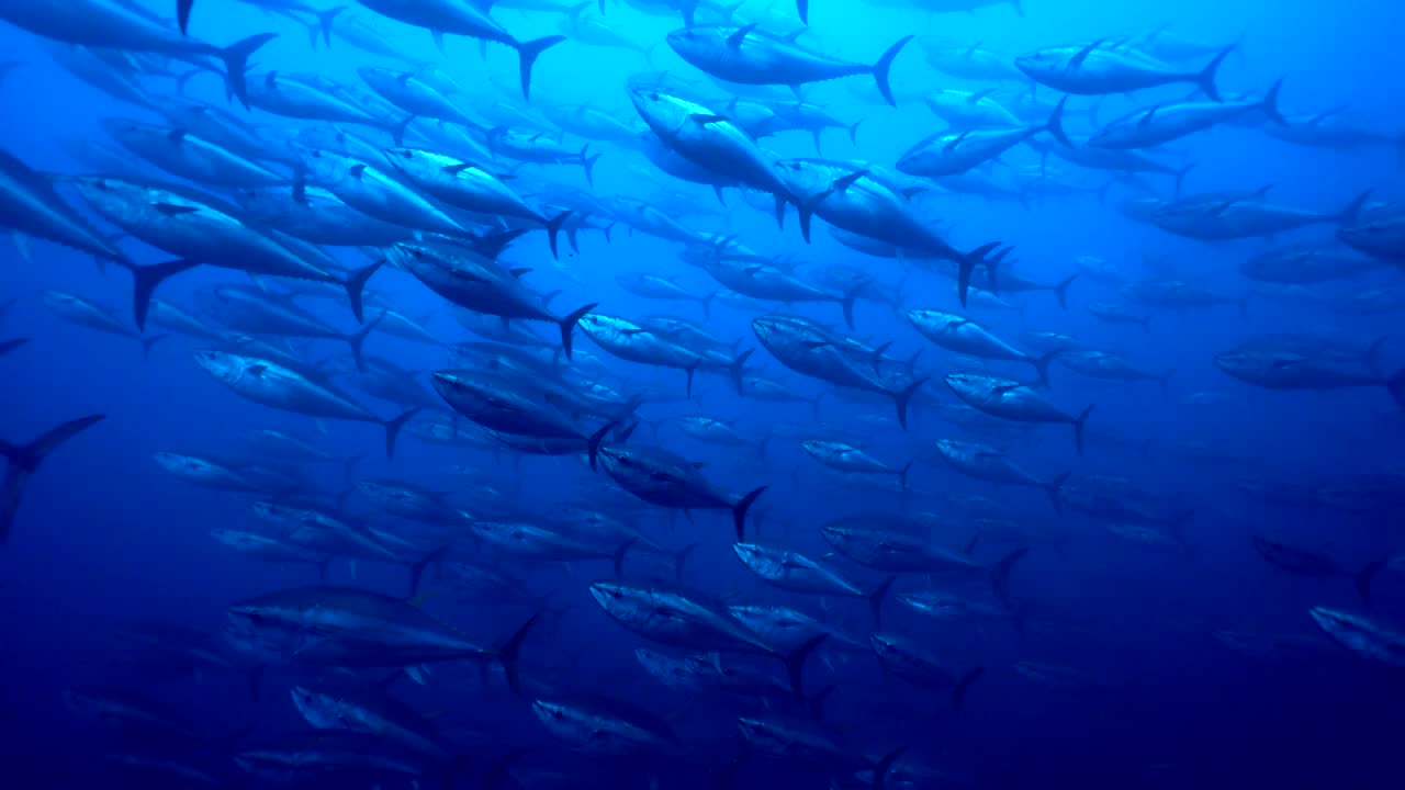 成群的蓝鳍金枪鱼在地中海游泳视频素材