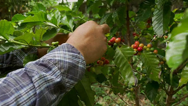 咖啡农民在咖啡树上采摘成熟的樱桃豆视频素材