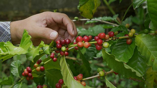 咖啡农民在咖啡树上采摘成熟的樱桃豆视频下载