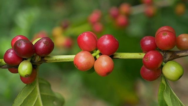 特写咖啡樱桃(豆)成熟的咖啡树枝视频下载