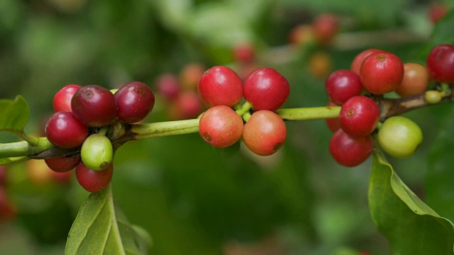 特写咖啡樱桃(豆)成熟的咖啡树枝视频下载