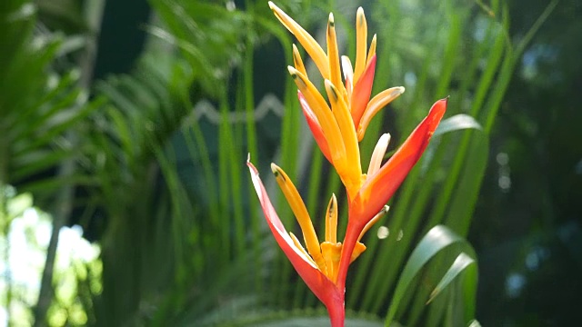 热带花园的花朵，橙色的天堂鸟视频下载