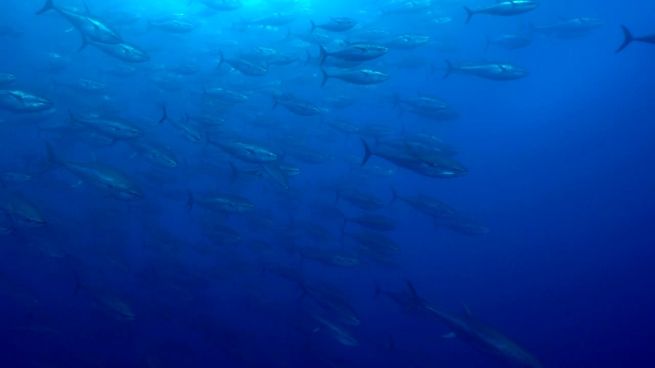 成群的蓝鳍金枪鱼在地中海游泳视频素材