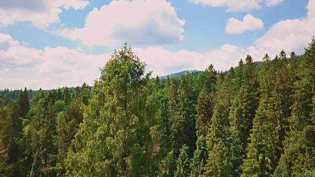 空中掠过山谷、群山、松树、松针。蓝天青松视频素材