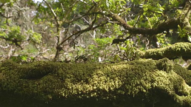 在森林里的树上生长苔藓的摄影视频素材