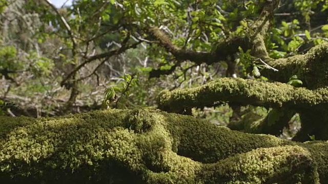 林地中树上的苔藓的摄影视频素材