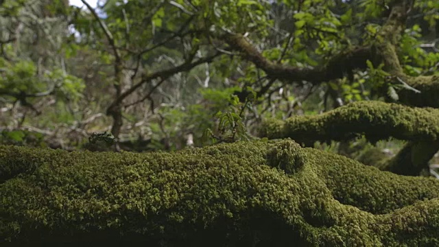 多莉拍摄的苔藓生长在树上的树林视频素材