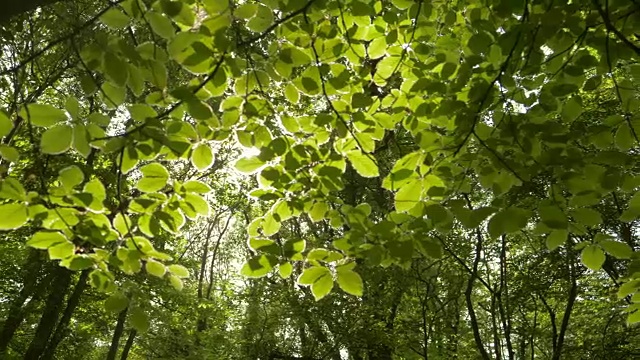 在森林里的绿叶和镜头光晕多莉视频素材