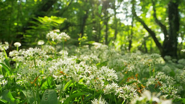 森林中白花的锁定镜头视频素材