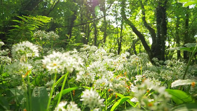 白花在森林中生长的镜头视频素材