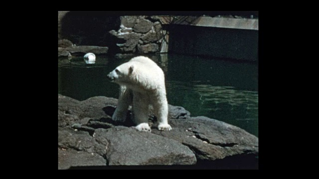 1953年动物园里的北极熊视频素材
