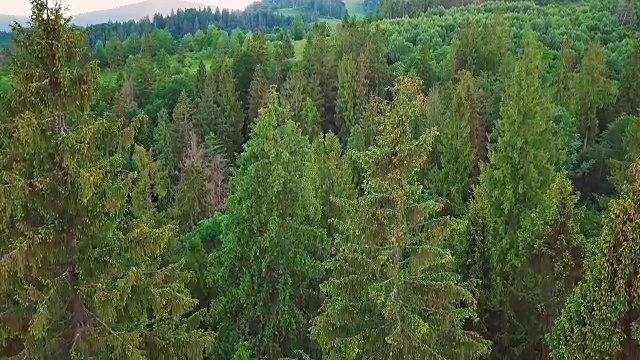 航拍山谷，山脉，松树，松针的树木顶端的特写视频素材