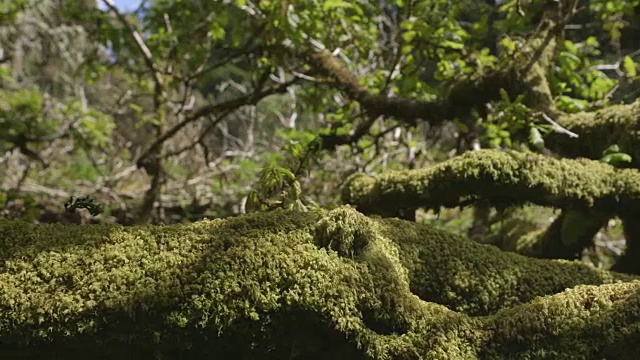 多莉拍摄的覆盖苔藓的树在森林视频素材