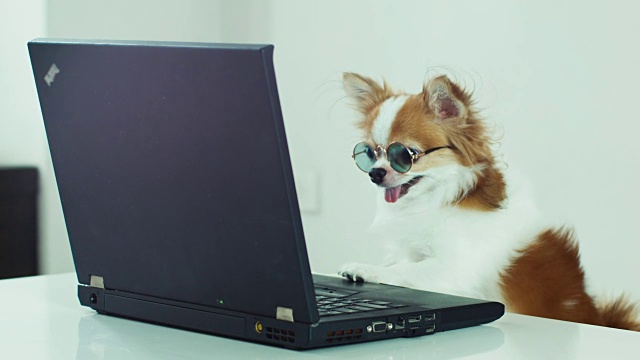 狗戴着眼镜看笔记本电脑视频素材