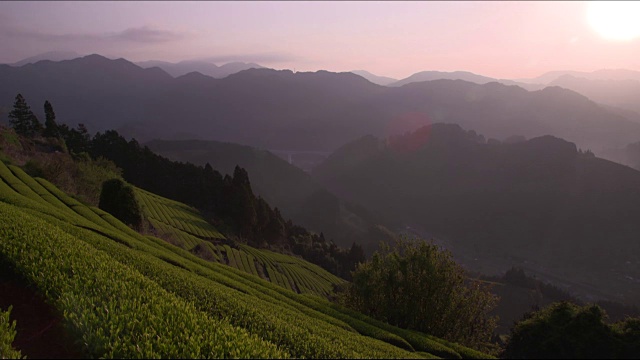 长镜头:日本静冈县良内地区的山脉和茶园视频素材