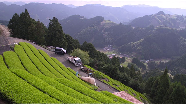 远景:鸟瞰图:日本静冈县，茶农在茶园里收获茶叶视频素材