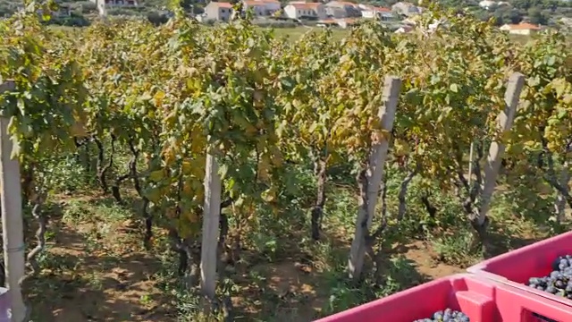 欧洲克罗地亚达尔马提亚的科尔库拉岛伦巴达葡萄园视频下载