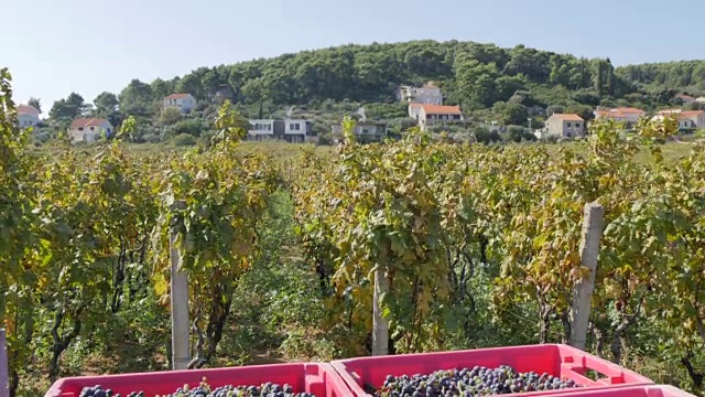 欧洲克罗地亚达尔马提亚的科尔库拉岛伦巴达葡萄丰收视频下载