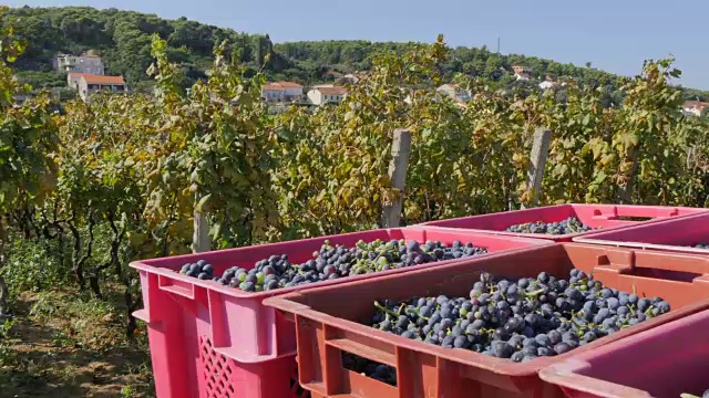 欧洲克罗地亚达尔马提亚的科尔库拉岛伦巴达葡萄丰收视频下载