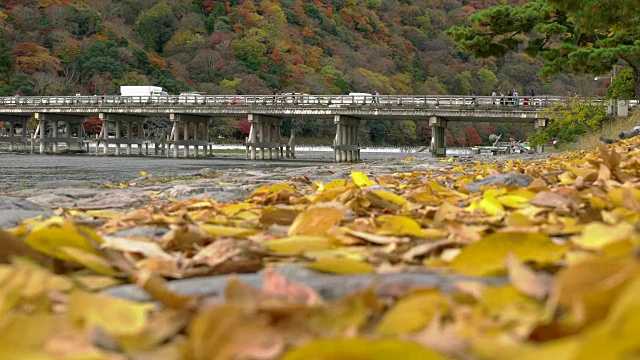 游客在日本京都岚山秋日参观月桥视频下载