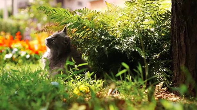 小猫在草地上玩耍视频素材
