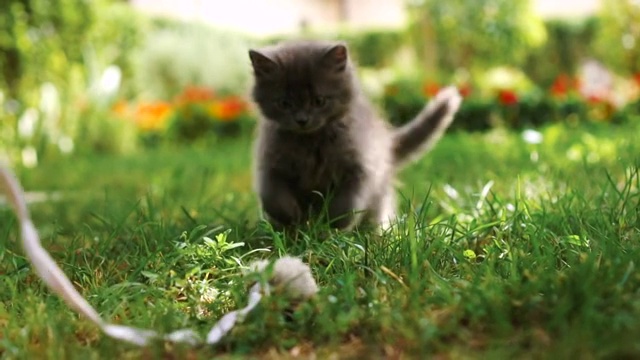 小猫在草地上玩耍视频素材