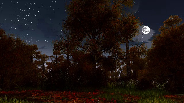 月圆之夜阴森森的秋天森林视频素材