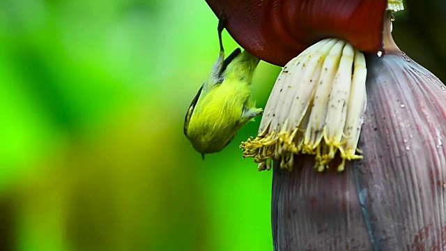 鸟，太阳鸟雌鸟栖息在香蕉花上吃甜。视频下载