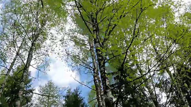 桦树的高大树干视频素材