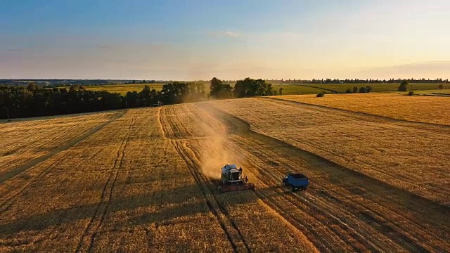 日落时分阳光下的联合收割机。在金色的田野上收割小麦。鸟瞰图。视频下载