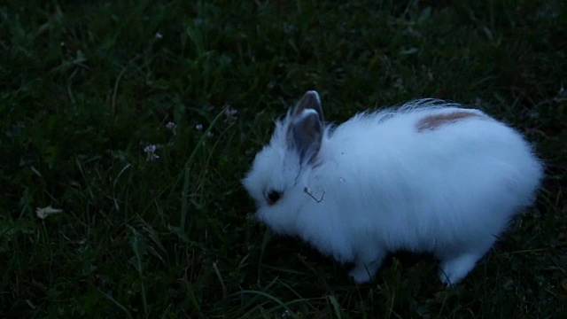 草地上的小白兔视频素材