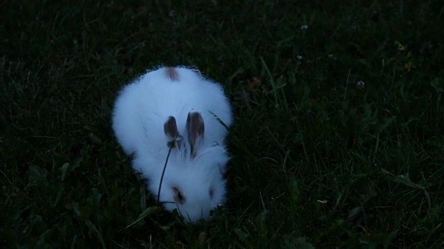 可爱的小白兔视频素材