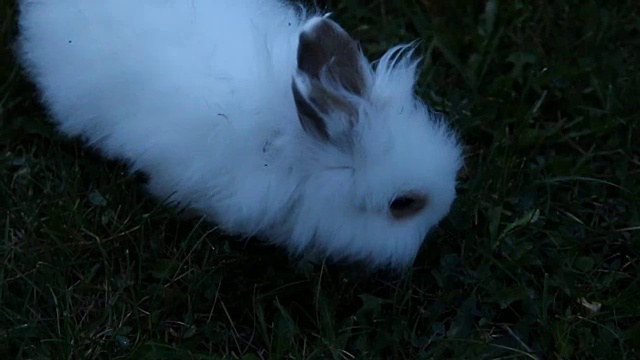 小兔子坐在草地上视频素材