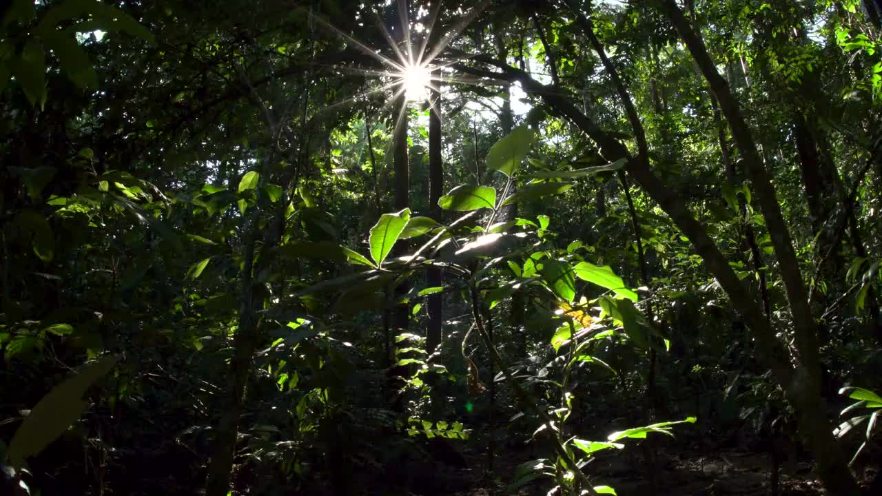 雨林林下植被，星光四射的阳光，Forward Dolly 4K视频素材