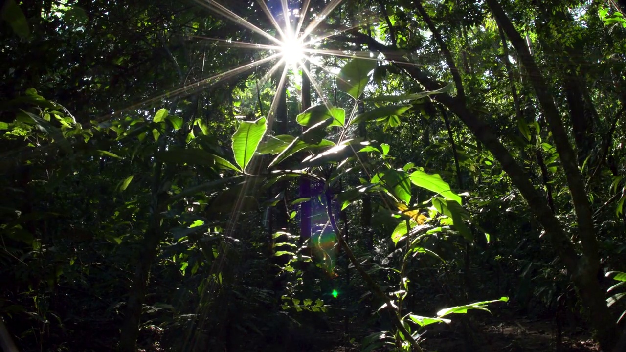 热带雨林林下植被，星光四射的阳光，后方的多莉4K视频素材