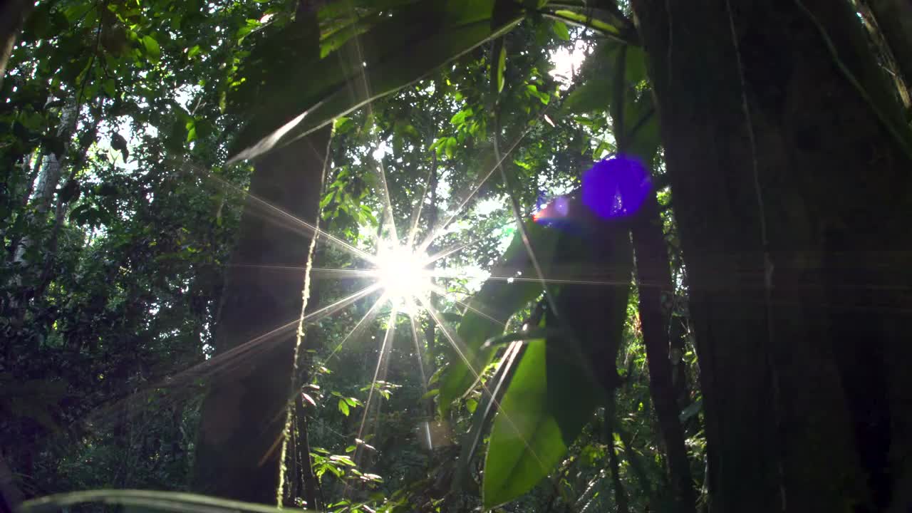 星光闪耀的阳光穿透雨林下层植被，4k宽的后方滑道视频下载