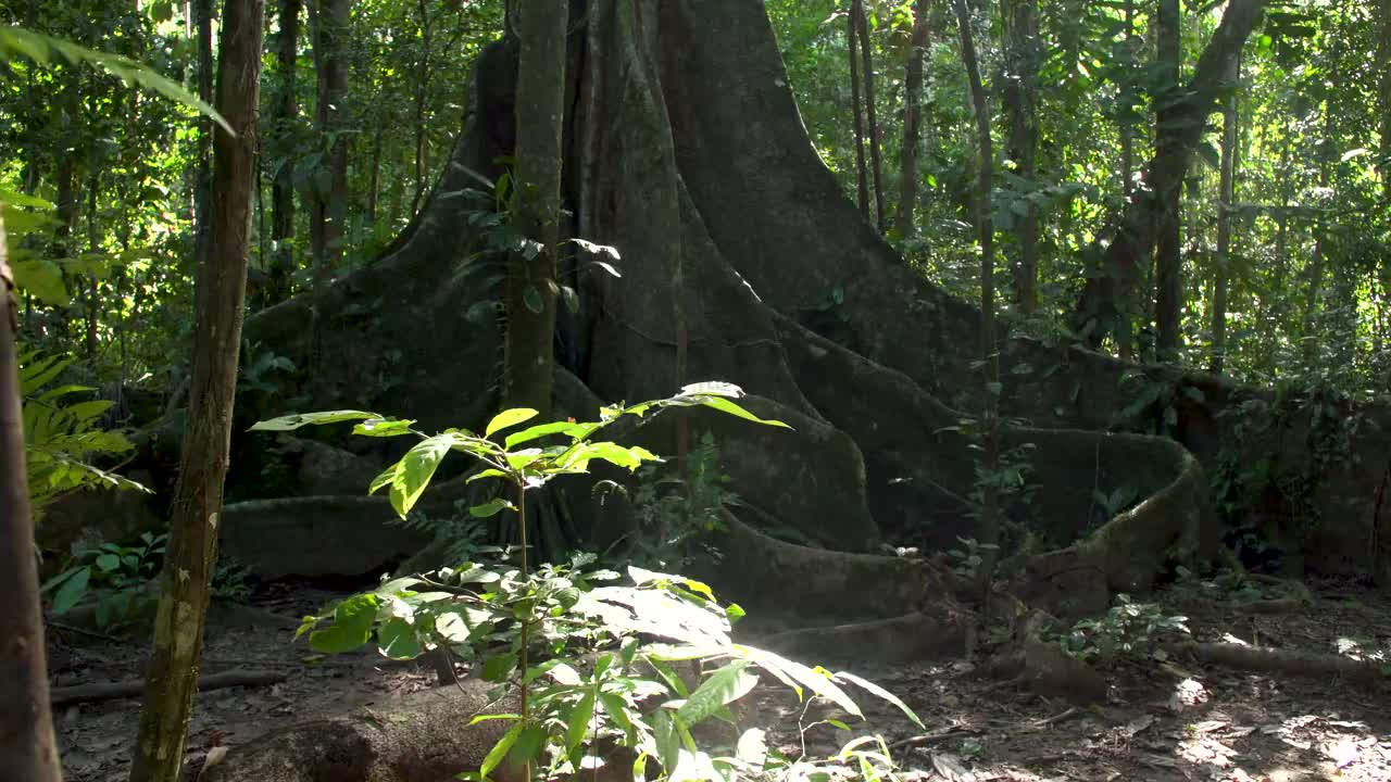热带雨林林下的大无花果树，左侧幻灯片显示，4K视频素材