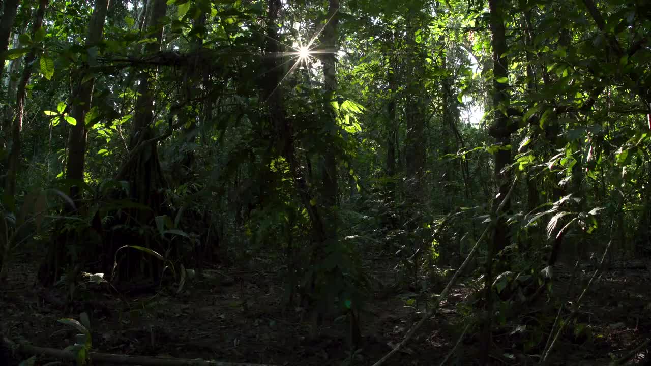 雨林下层，星爆太阳，后方宽滑，4k mov视频素材